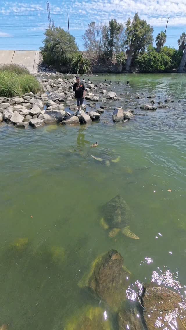 Met up with the Sea Turtle Clean Up group to help cleanup the habitat where green sea turtles have miraculously made a home in the San Gabriel River.

#greenseaturtle #volunteercleanup #coastalcleanup #honu #seaturtleconservationReel